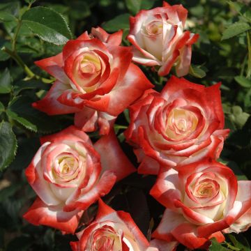 Rosal Impératrice Farah