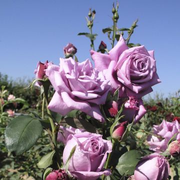 Rosal Mamy Blue