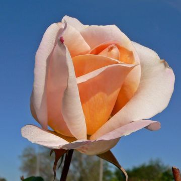 Rosal Michele Meilland