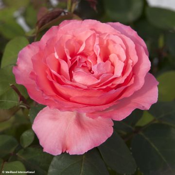 Rosal Panthere Rose