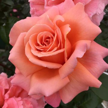 Rosal Parfum de Loire