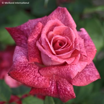 Rosa Pierre Cardin