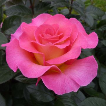 Rosal Pink Paradise