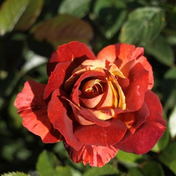 Rosal Poseidon