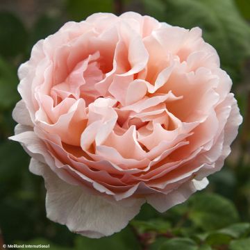 Rosal Princesse Charlène de Monaco