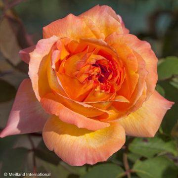 Rosier à grandes fleurs René Goscinny