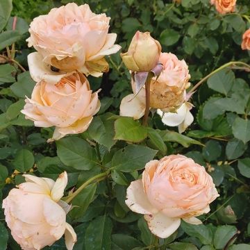 Rosal Anahe