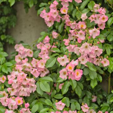 Rosal Ballerina