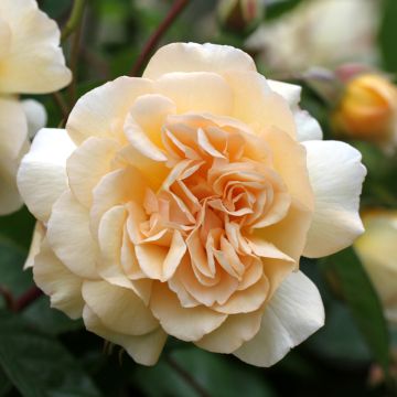 Rosal Buff Beauty