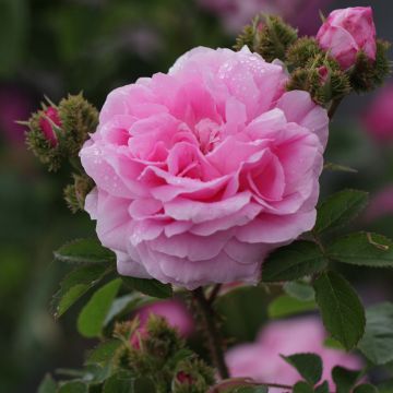 Rosal centifolia Cristata