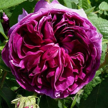 Rosal gallica Charles de Mills - Rosal de Castilla