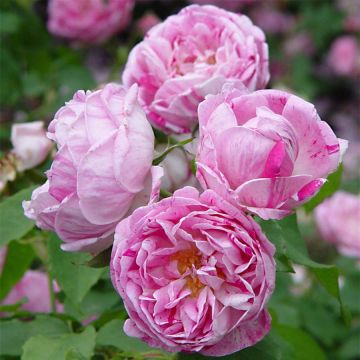 Rosal Honorine de Brabant