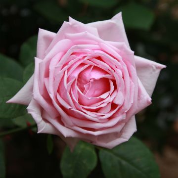 Rosal La France