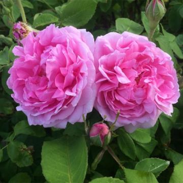 Rosal Portland Mme Boll