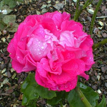 Rosal Paul Neyron