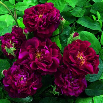 Rosal gallica Tuscany Superb