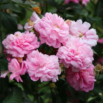 Rosal Ispahan - Rosal de Damasco