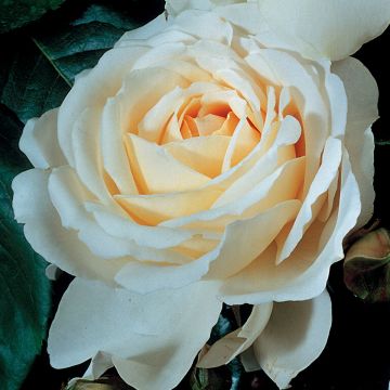Rosal Covent Garden Harflax