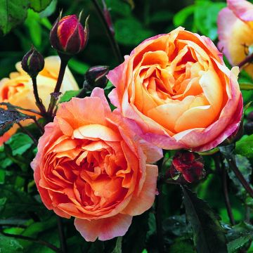 Rosal Lady Emma Hamilton