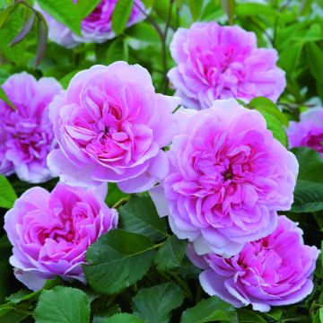 Rosal Maid Marion