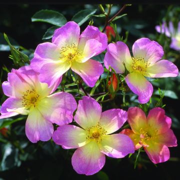 Rosal The Alexandra rose