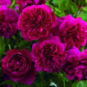 Rosal Thomas à Becket Rosal Thomas à Becket