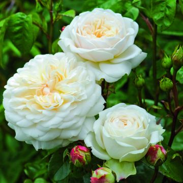 Rosal Tranquillity
