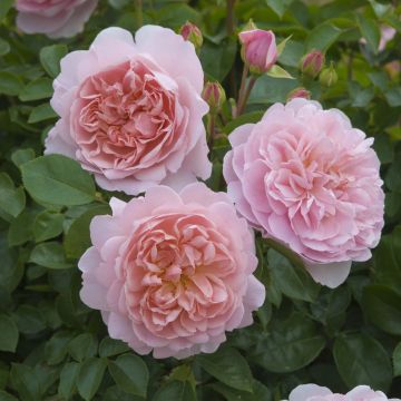 Rosal Wildeve