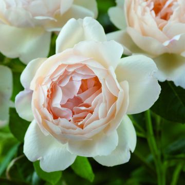 Rosal Wollerton Old Hall
