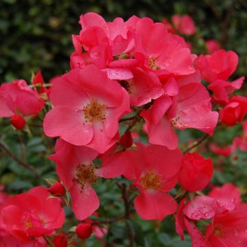 Rosal Douceur Normande