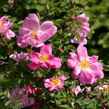 Rosal moyesii Marguerite Hilling