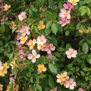 Rosal Plaisanterie