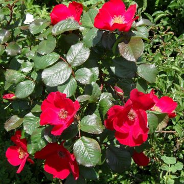 Rosal rugosa Robusta Korgosa
