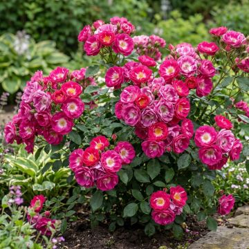 Rosa Rosy Boom Ohara