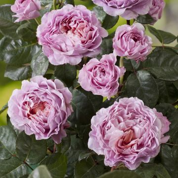 Rosal Rosier buisson Eisvogel