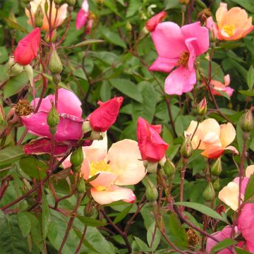 Rosa Mutabilis - Rosa china