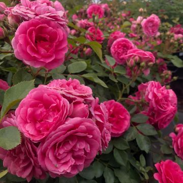 Rosal Rigo Rosen Amica - Rosal tapizante