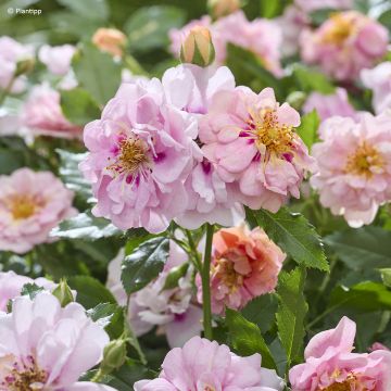 Rosa Amirose - Rosal tapizante