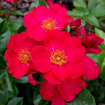 Rosal Pink Flash Trakeeplac - Rosal tapizante