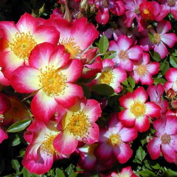 Rosal Star Profusion - Rosal tapizante