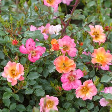 Rosal Happy Chappy - Rosal tapizante