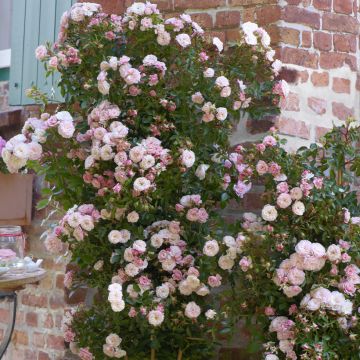 Rosal Starlet Rose Alina - Rosal trepador