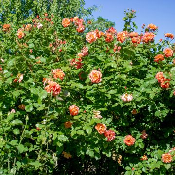 Rosal Aloha de Kordes - Rosal trepador
