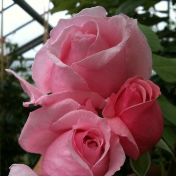 Rosal Climbing Max Kiss me Kate - Rosal trepador