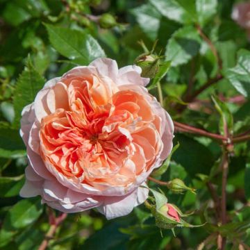Rosal Colette - Rosal trepador