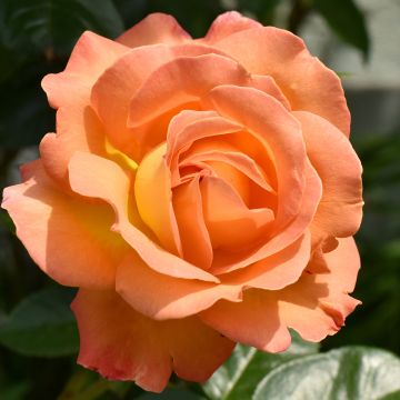 Rosal Disting'O Orange