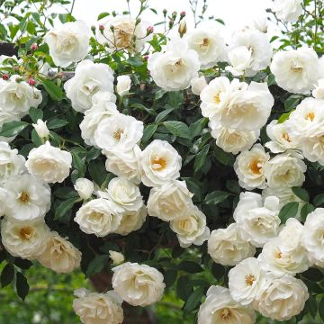 Rosal Climbing Iceberg - Rosal trepador