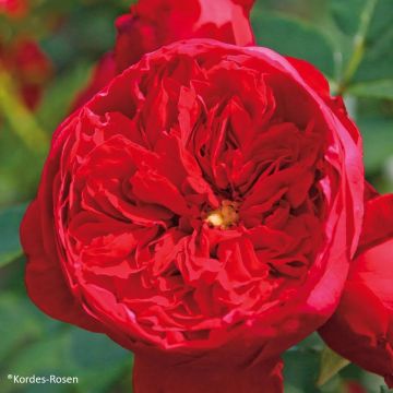 Rosal Florentina - Rosal trepador