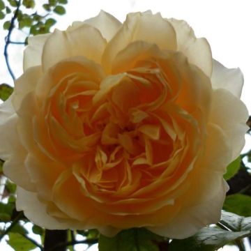 Rosal trepador Ginger Syllabub