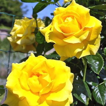 Rosal Golden Boy - Rosal trepador